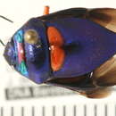 Image of <i>Lampromicra senator</i>