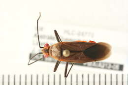 Leptocoris tagalicus Burmeister 1834 resmi