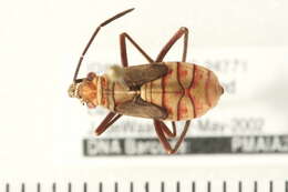 Leptocoris tagalicus Burmeister 1834 resmi