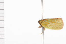 Image of flatid planthoppers