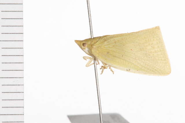 Image of flatid planthoppers