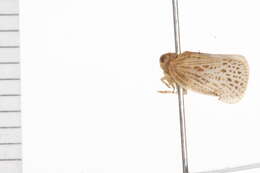 Image of flatid planthoppers