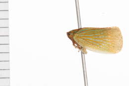 Image of flatid planthoppers