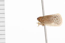 Image of flatid planthoppers