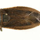 Image of <i>Lethocerus insulanus</i>