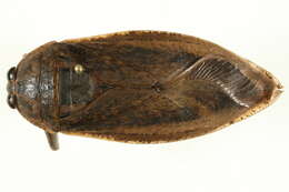 Image of Lethocerus insulanus (Montandon 1898)