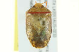 Image of Stink bug