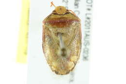 Image of Stink bug