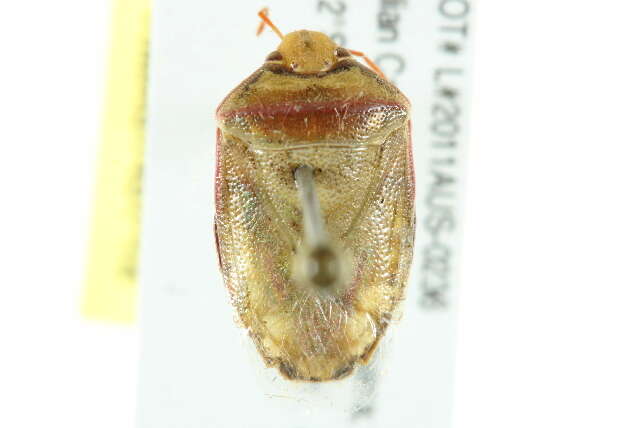 Image of Stink bug