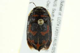 Image of Choerocoris