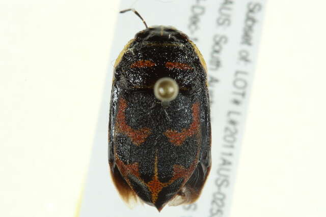 Image of Choerocoris