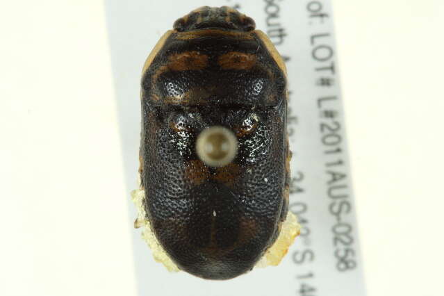 Image of Choerocoris