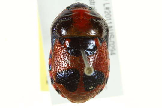 Image of <i>Choerocoris paganus</i>