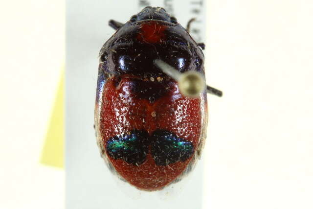 Image of <i>Choerocoris paganus</i>