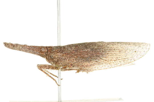 Image of dictyopharid planthoppers