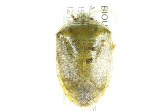 Image of <i>Glaucias amyota</i>