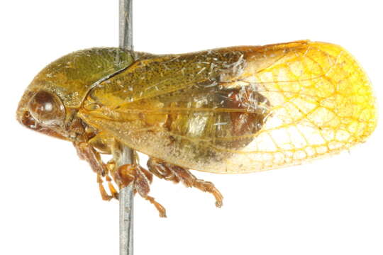 Image of Machaerotidae