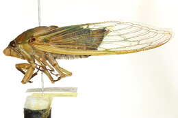 Image of Cyclochila