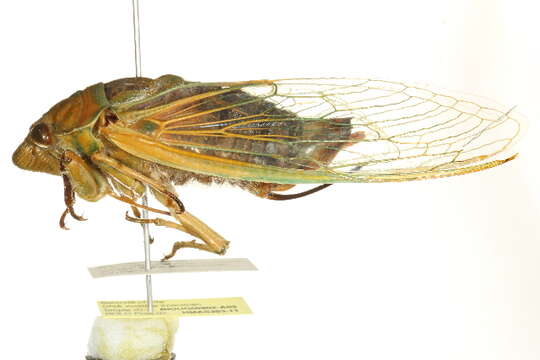 Image of Cyclochila