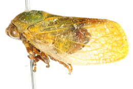Image of Machaerotidae