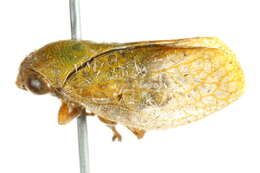 Image of Machaerotidae