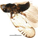 Sivun Gelastocephalus kuva