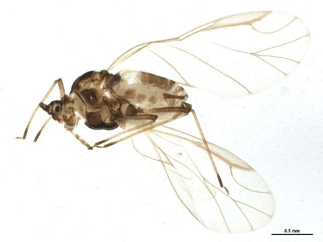 Image of Aphid