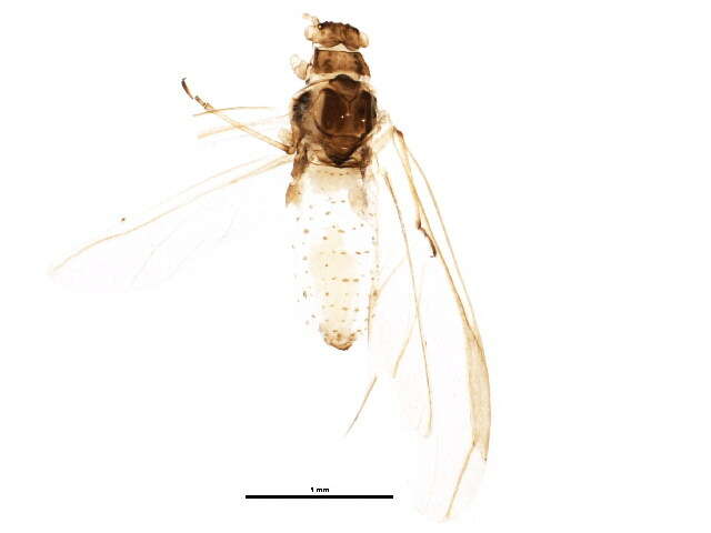 صورة Essigella (Essigella) californica (Essig 1909)