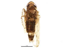 Image of Macrosteles laevis Ribaut 1927