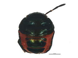 Image of <i>Choerocoris paganus</i>