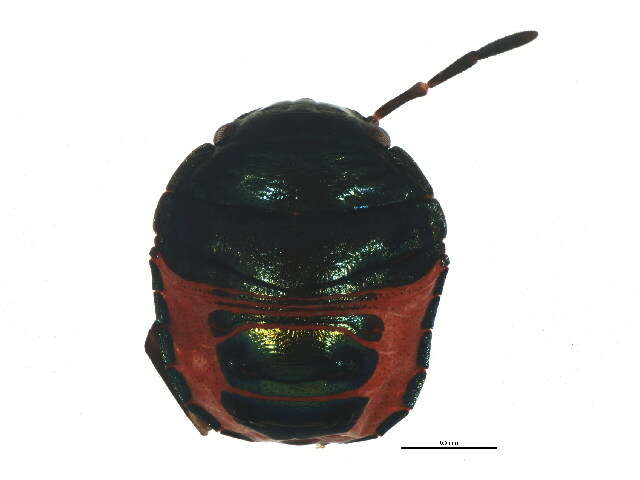 Image of <i>Choerocoris paganus</i>