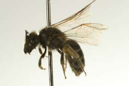 Halictus virgatellus Cockerell 1901的圖片