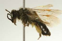 Image of Andrena algida Smith 1853