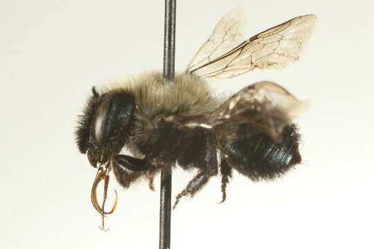 Image of Osmia integra Cresson 1878