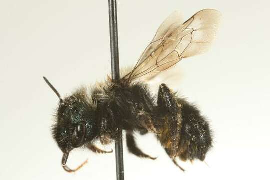 Image of Osmia integra Cresson 1878