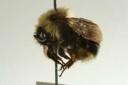 Image of Fernald's Cuckoo Bumble Bee