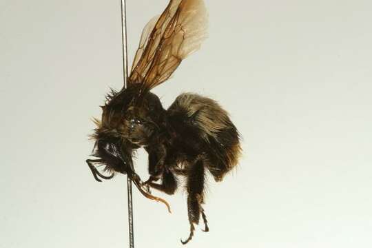 Image of Frigid Bumble Bee