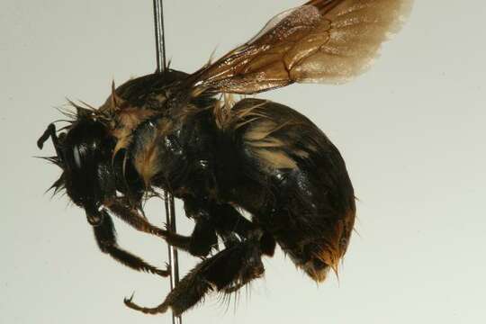 Image of Frigid Bumble Bee