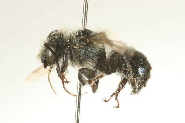 Image of Osmia paradisica Sandhouse 1924