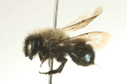 Image of Osmia integra Cresson 1878