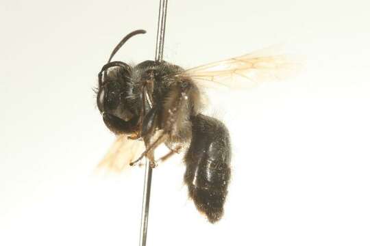 Image of Frigid Andrena