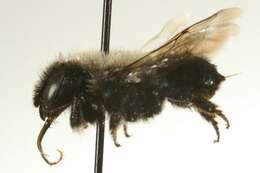 Image of Osmia integra Cresson 1878