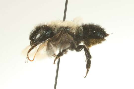 Image of Osmia integra Cresson 1878