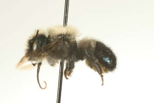 Image of Osmia integra Cresson 1878