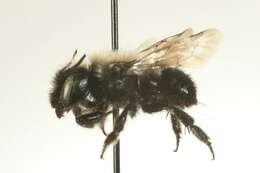 Image of Osmia integra Cresson 1878