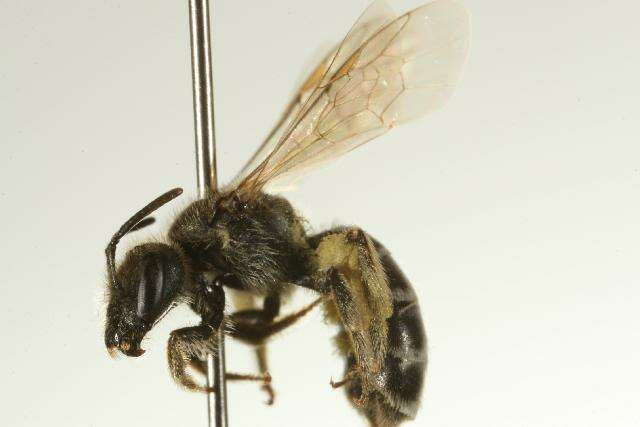 Halictus virgatellus Cockerell 1901的圖片