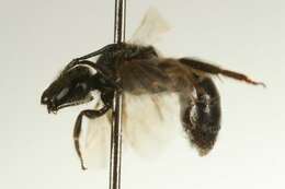 Halictus virgatellus Cockerell 1901的圖片