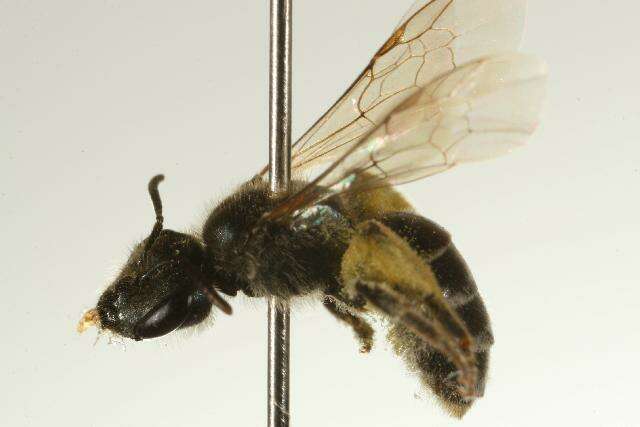 Halictus virgatellus Cockerell 1901的圖片