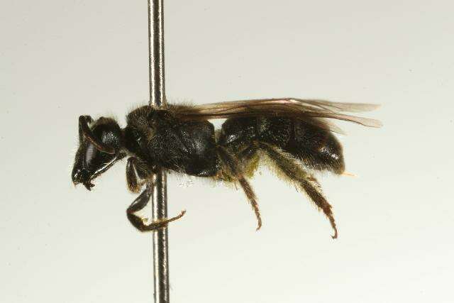 Image of Lasioglossum boreale Svensson, Ebmer & Sakagami 1977