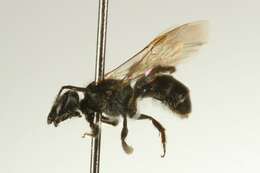 Image of Lasioglossum boreale Svensson, Ebmer & Sakagami 1977